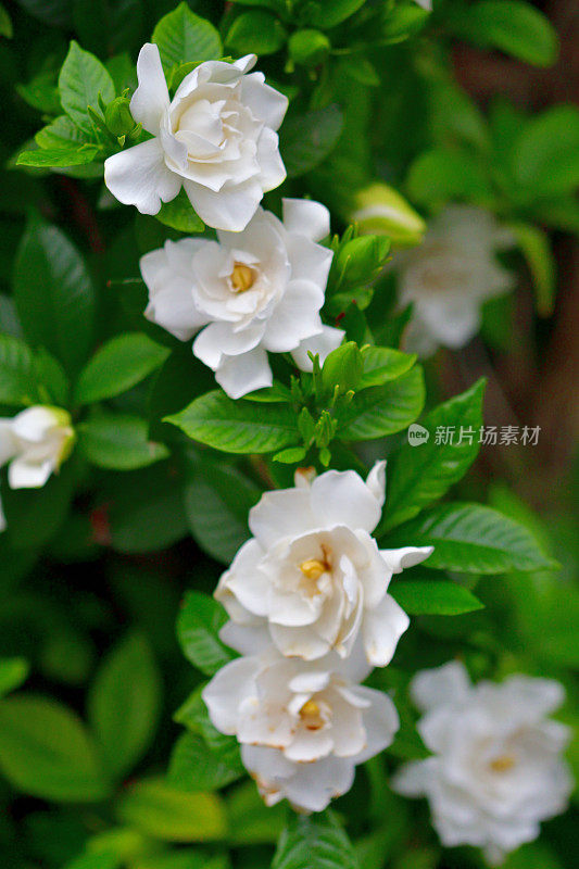 栀子花/普通栀子花:常绿灌木，白色花，非常芳香